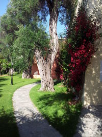 Trees in park