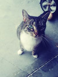 High angle portrait of cat sitting outdoors