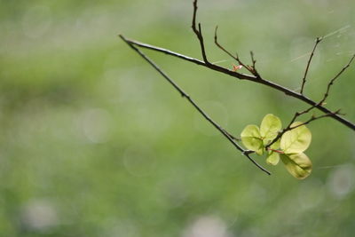 Close-up of fresh green plant