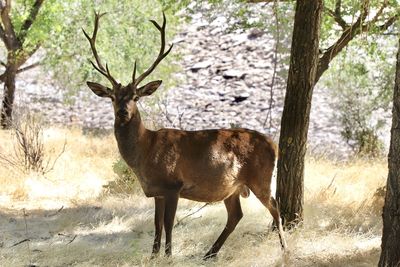 Deer standing in a forest