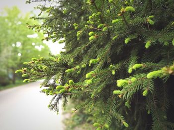 Close-up of pine tree