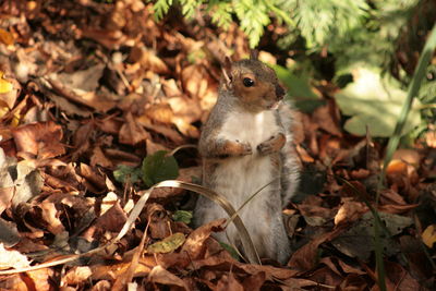 Close-up of squirrel on autumn leaves