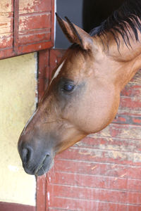 Close-up of a horse
