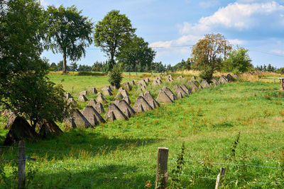 Scenic view of agricultural field against sky