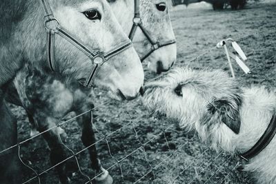 Close-up of horse on grass