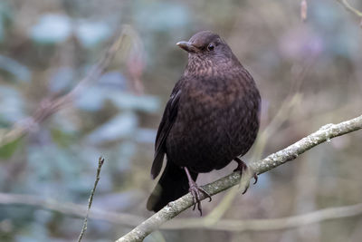 Close-up of female blackbird perching on twig