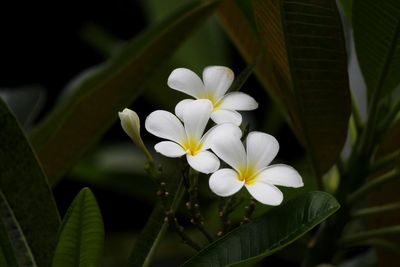 Close-up of white flowers blooming outdoors