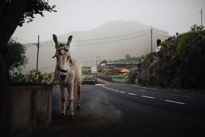 Horse standing on road against sky