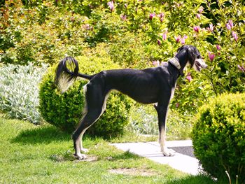 Side view of dog standing on land