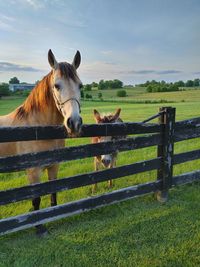 Horse and donkey looking over fence