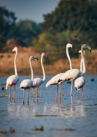 Lesser flamingos in a lake 