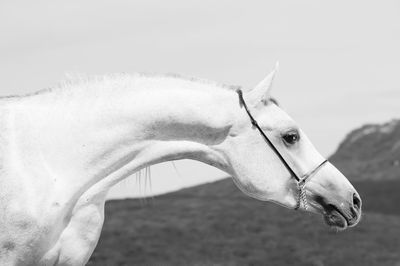 Close-up of horse against sky