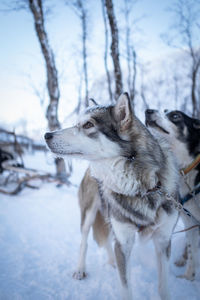 Grey sled pulling dog looking away. norway.