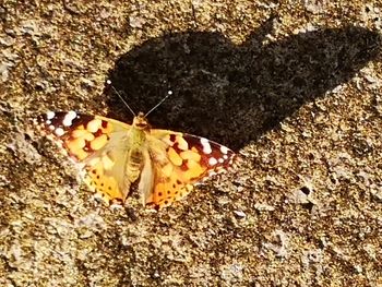 Close-up of butterfly on rock