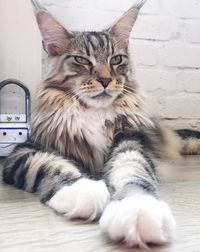 Portrait of cat sitting on floor