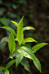 plant part