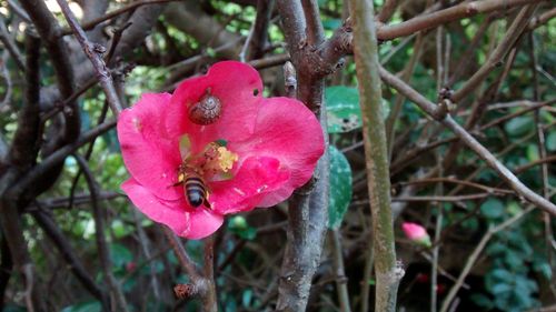 Close-up of pink flower on branch