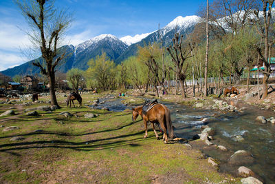 Horses grazing by stream in forest