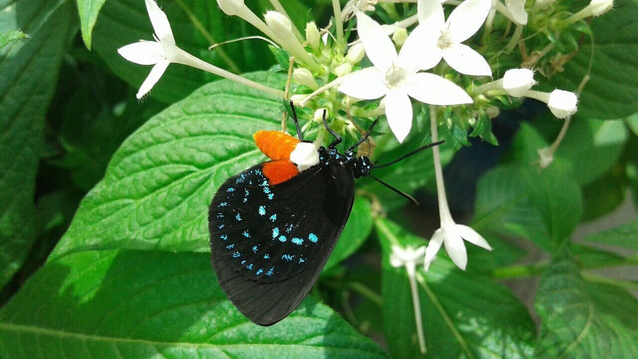 CLOSE-UP OF BUTTERFLY ON FLOWERS BLOOMING OUTDOORS