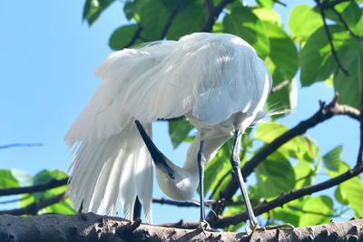 Close-up of egret