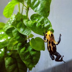 Close-up of poison dart frog on leaf against wall