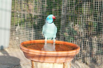 Parrot perching on container filled with water