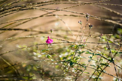 Close-up of pink flowering plant on field