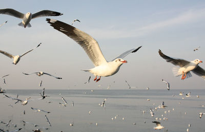 Seagulls flying over sea against sky