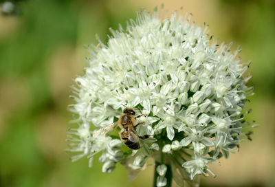 Close-up of bee on white flower