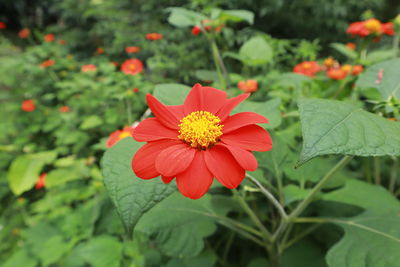 Close-up of orange flower