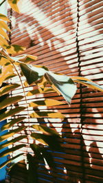 Close-up of leaves against blinds