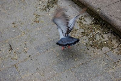 High angle view of bird flying