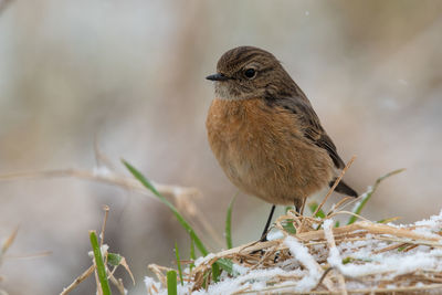 Close-up of bird perching outdoors