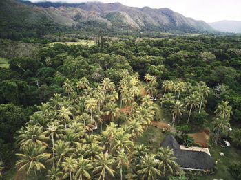 High angle view of vineyard against mountains