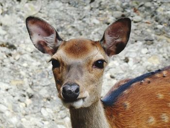 Close-up portrait of deer