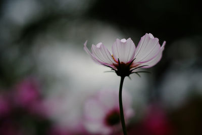 Close-up of pink flower