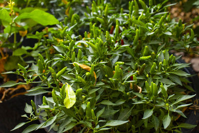 Close-up of fresh green plants in field