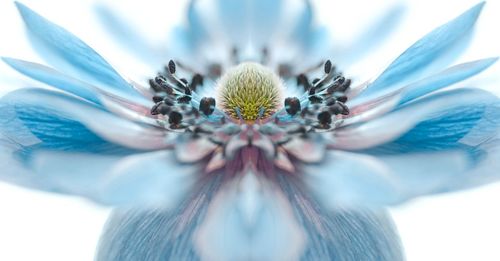 Close-up of blue anemone flower