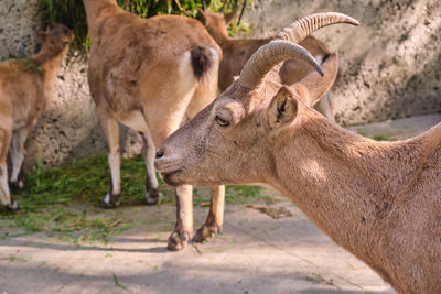 Close-up of deer