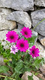 Close-up of pink flowers