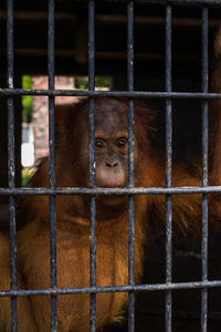 Portrait of monkey in cage at zoo