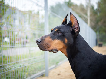 Close-up of dog