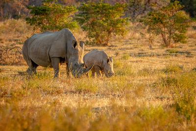 View of elephant in the field