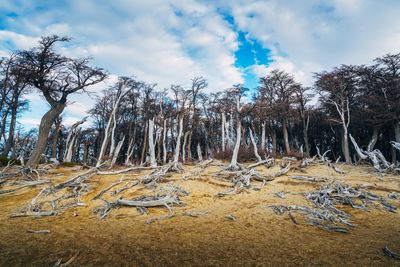 View of trees in forest