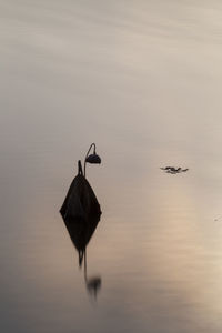 Bird flying over lake against sky