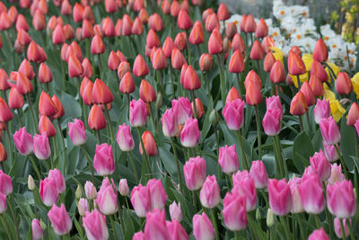 Close-up of pink flowers blooming outdoors