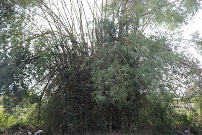 Low angle view of trees in forest