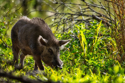 Close-up of pig on field