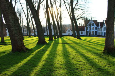 Trees on grassy field