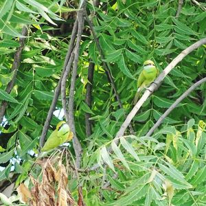 Close-up of green leaves on plant